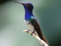 FL6A6756White-necked_Jacobin