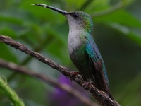 FL6A6791Crowned_Woodnymph