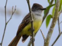 FL6A6801Dusky-capped_Flycatcher