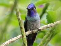 FL6A6823Violet-headed_Hummingbird