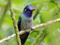 FL6A6840Violet-headed_Hummingbird