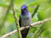 FL6A6855Violet-headed_Hummingbird