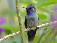 FL6A6867Violet-headed_Hummingbird