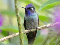 FL6A6873Violet-headed_Hummingbird
