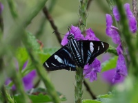 FL6A6897Sabrewing_Butterfly
