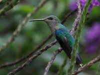 FL6A6904Crowned_Woodnymph