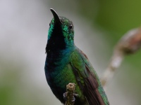 FL6A6930Green-breasted_Mango