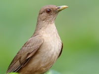 FL6A6948Clay-colored_Thrush