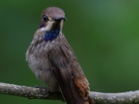 FL6A6991Brown_Violetear