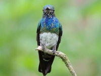 FL6A7009White-necked_Jacobin