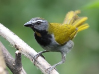 FL6A7016Buff-throated_Saltator