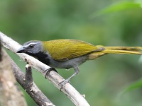 FL6A7024Buff-throated_Saltator