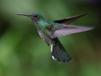 FL6A7031White-necked_Jacobin