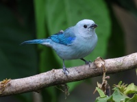 FL6A7044Blue-gray_Tanager