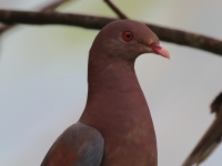 FL6A7055Red-billed_Pigeon
