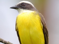 FL6A7068Social_Flycatcher
