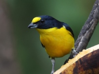 FL6A7080Yellow-throated_Euphonia