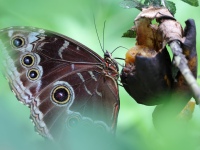 FL6A7086Blue_Morpho_Butterfly