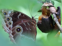 FL6A7089Blue_Morpho_Butterfly