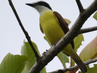 FL6A7122Great_Kiskadee