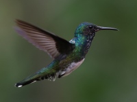 FL6A7157White-necked_Jacobin