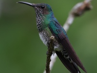 FL6A7171White-necked_Jacobin