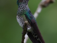 FL6A7179White-necked_Jacobin