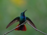 FL6A7196Green-breasted_Mango