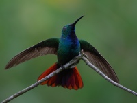 FL6A7199Green-breasted_Mango