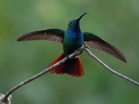 FL6A7208Green-breasted_Mango