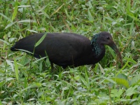 FL6A7247Green_Ibis