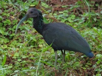 FL6A7264Green_Ibis