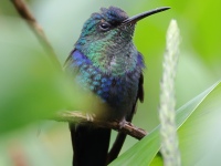 FL6A7281Crowned_Woodnymph