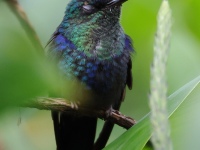 FL6A7285Crowned_Woodnymph