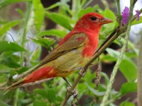 FL6A7300Summer_Tanager