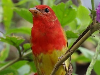 FL6A7309Summer_Tanager