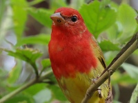 FL6A7320Summer_Tanager