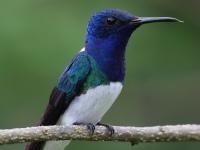 FL6A7358White-necked_Jacobin