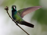 FL6A7360Green-breasted_Mango