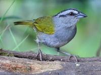 FL6A7372Black-striped_Sparrow