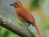 FL6A7399Female_White-lined_Tanager