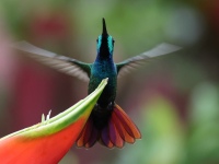 FL6A7421Green-breasted_Mango