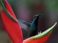 FL6A7569Green-breasted_Mango