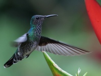 FL6A7581White-necked_Jacobin