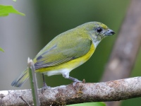 FL6A7629Yellow-throated_Euphonia