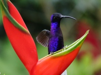 FL6A7646Violet_Sabrewing