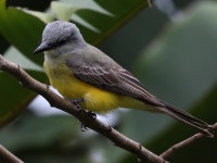 FL6A7662Tropical_Kingbird