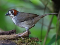 FL6A7746Cabanis_Ground-Sparrow