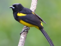 FL6A7776Black-cowled_Oriole