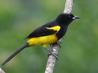 FL6A7791Black-cowled_Oriole